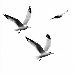 Obraz premium Seagulls Flying Isolated