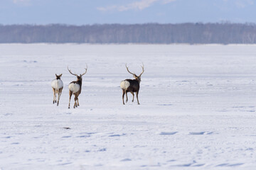 北海道　真冬のエゾシカ