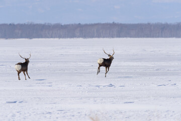 北海道　真冬のエゾシカ