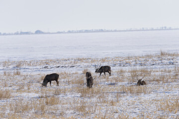 北海道　真冬のエゾシカ