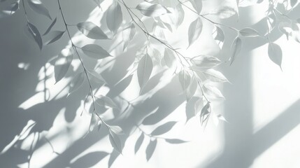 Layered leaf and window shadows creating an artistic overlay on a pure white background