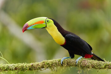 Fischertukan © Matthias