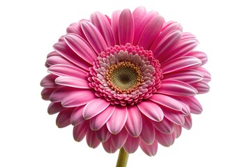 pink gerber daisy isolated on white