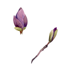 Fototapeta premium Spring flower, mauve magnolia camelia tree bush buds on branch, exotic isolated botanical illustration hand drawn in watercolor. Single element object for florist shop, stationery, wedding bouquet.
