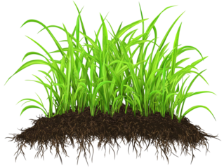 a green grass growing in the dirt