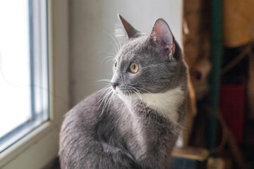 A young gray cat stares intently out the window