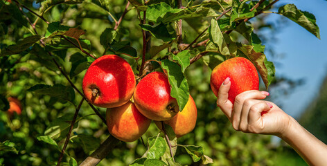 Ripe apple on the tree. Female hand fruits of apple. Female hand holds red apple. Woman hand picking an apple. Organic fruit and vegetables. Farmers hands freshly harvested apples