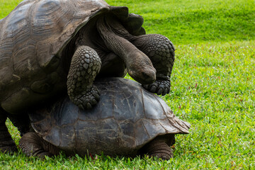 Galapagos turtle mating the wrong way
