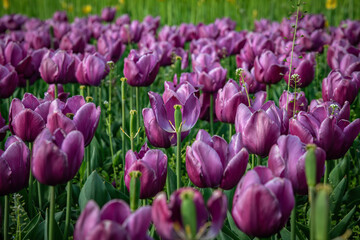 purple and white tulips