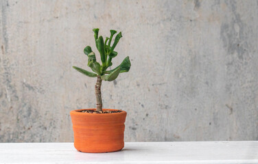 Money Tree Crassula Froggy. Monster. Sukulent. Bonsai style. Plant for home