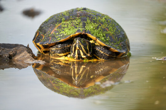 Schildkr&ouml;te im Wasser