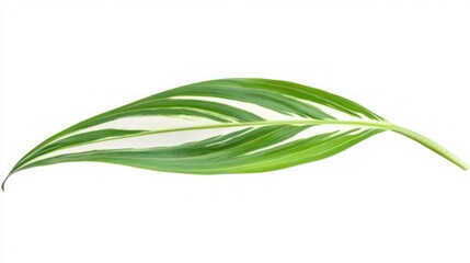 Stunning Green and White Leaf Pattern