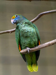 Blue-cheeked Amazona