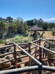 wooden bridge in the forest