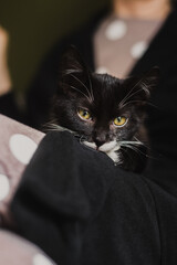 black kitten with yellow eyes and white whiskers sleeps tiredly on a woman's lap on the sofa.