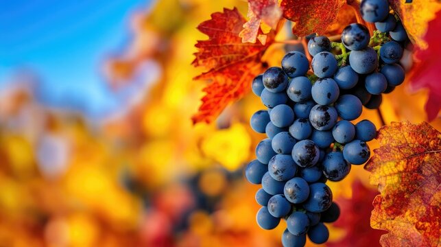 Vibrant Purple Grapes on Vine with Autumn Leaves in Background