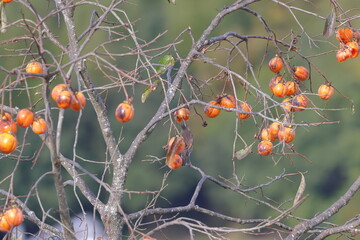 Dusky Thrush eating ripe persimmon 