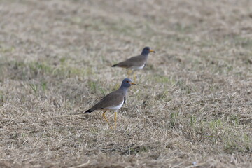 Rice-fields and Grey-headed Lapwing after rice harvesting