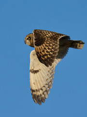 Short-eared owl (Asio flammeus)