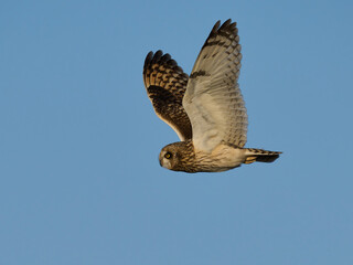 Short-eared owl (Asio flammeus)