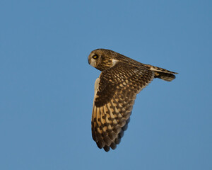 Short-eared owl (Asio flammeus)
