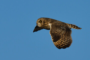 Short-eared owl (Asio flammeus)