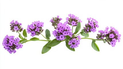 Fototapeta premium Delicate Purple Flowers in Full Bloom