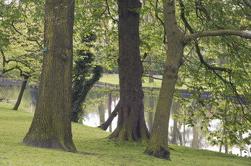 Arbres au bord d'un canal dans un parc