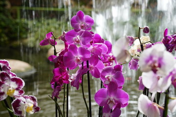 Orchids one of the largest and most diverse groups of flowering plants. Park of tropical plants...