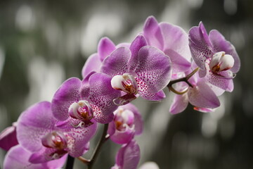 Orchids one of the largest and most diverse groups of flowering plants. Park of tropical plants UTOPIA. Israel.