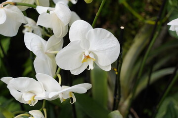 Orchids one of the largest and most diverse groups of flowering plants. Park of tropical plants...