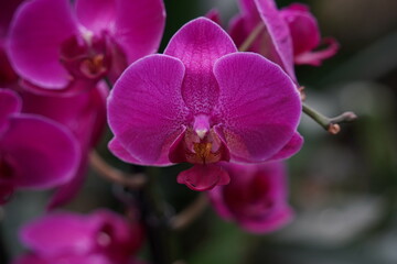 Obraz premium Orchids one of the largest and most diverse groups of flowering plants. Park of tropical plants UTOPIA. Israel.