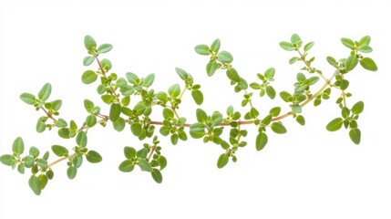 Fresh Thyme Sprig - Aromatic Herb
