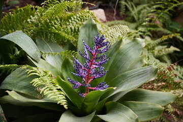 Aechmea Blue Rain or Aechmea Blue Tango flower is a species of Bromeliad.