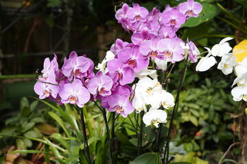 Orchids one of the largest and most diverse groups of flowering plants. Park of tropical plants UTOPIA. Israel.
