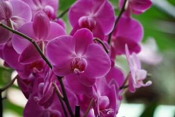 Obraz premium Orchids one of the largest and most diverse groups of flowering plants. Park of tropical plants UTOPIA. Israel.