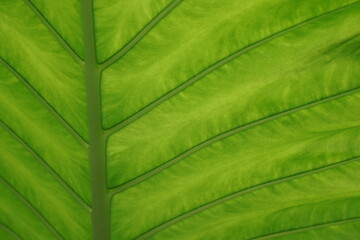 Giant green tropical leaf background. Taro or  leaf bones that form texture and pattern
