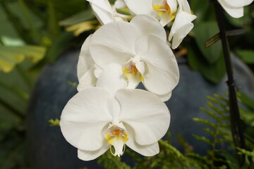 Orchids one of the largest and most diverse groups of flowering plants. Park of tropical plants UTOPIA. Israel.