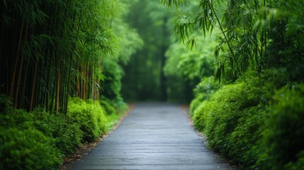 Obraz premium Lush Green Pathway Surrounded by Vibrant Bamboo and Foliage in a Tranquil Forest Environment Ideal for Nature Lovers and Scenic Walks