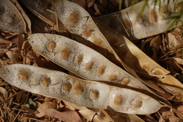 Pods from the Albizia lebbeck tree is brown and long with seeds inside lie on the green grass.