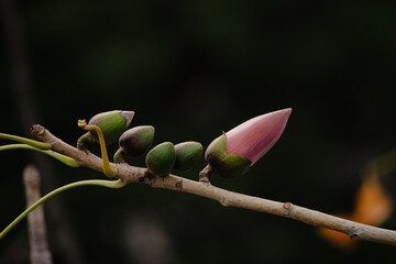 木棉花花苞