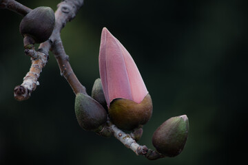 木棉花花苞