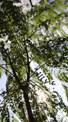Fototapeta premium Tree Leaves in Their Natural Beauty, Showcasing the Rich Texture and Vibrant Colors of Nature, Perfectly Capturing the Essence of Trees in Different Seasons, From Fresh Green to Golden Hues