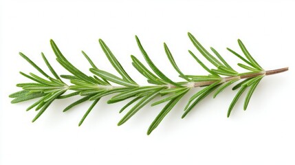 Fototapeta premium Fresh Rosemary Sprig - Aromatic Herb for Cooking