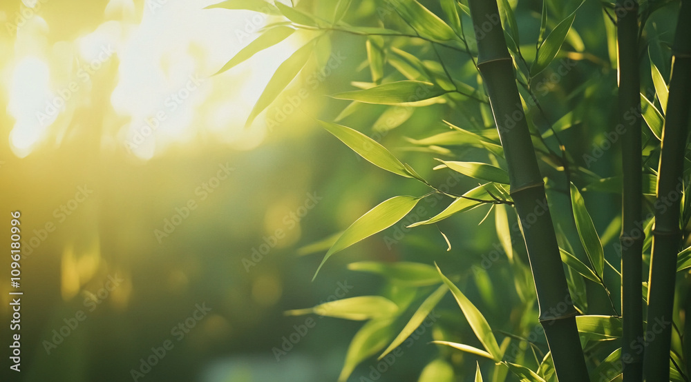 Poster sunlight filters through bamboo leaves in a serene garden setting during the morning hours
