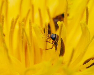 bee on a yellow flower, close - up. bee collecting pollen from the pollen.