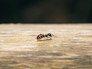 a closeup of a black wasp on a wooden surface