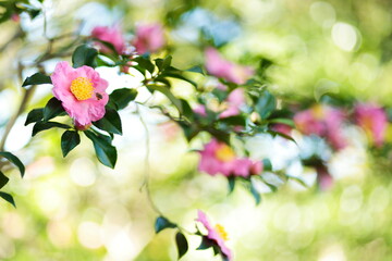 ピンクの山茶花