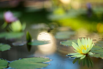 黄色いスイレン