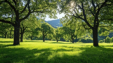 Majestic elm trees standing tall in a lush green meadow bathed in sunlight, with rolling hills in the background creating a serene landscape.